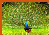 Bharatpur Bird Sanctuary