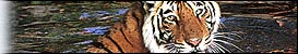 Indian Wildlife