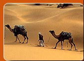 Sand Dunes, Jaisalmer